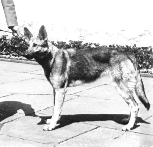 Blondi, la pastora alemana de Hitler, en el Berghof en 1942
