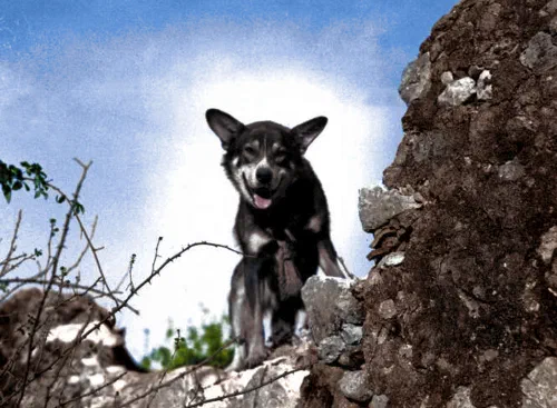 Chips, el perro de guerra más condecorado de la SGM, junto a su adiestrador