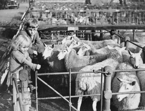 Niños evacuados de Londres observan ovejas en un mercado rural durante la Segunda Guerra Mundial